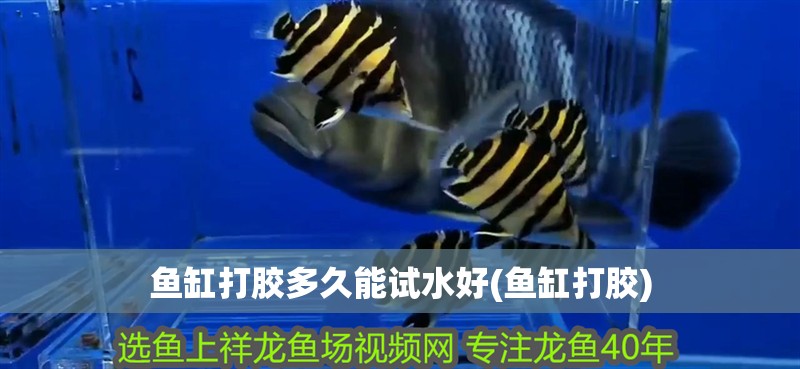 魚(yú)缸打膠多久能試水好(魚(yú)缸打膠)