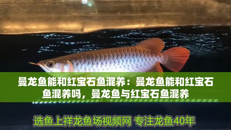 曼龍魚能和紅寶石魚混養(yǎng)：曼龍魚能和紅寶石魚混養(yǎng)嗎，曼龍魚與紅寶石魚混養(yǎng) 曼龍魚能和紅寶石魚混養(yǎng)：曼龍魚能和紅寶石魚混養(yǎng)嗎，曼龍魚與紅寶石魚混養(yǎng) 水族問答