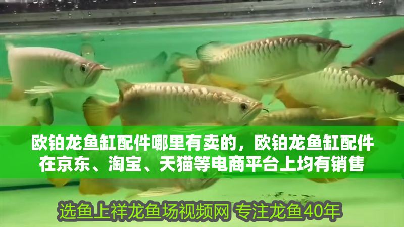 歐鉑龍魚缸配件哪里有賣的,歐鉑龍魚缸配件在京東、淘寶、天貓等電商平臺上均有銷售 魚缸百科 第2張 歐鉑龍魚缸配件哪里有賣的,歐鉑龍魚缸配件在京東、淘寶、天貓等電商平臺上均有銷售 歐鉑龍魚缸配件哪里有賣的,歐鉑龍魚缸配件在京東、淘寶、天貓等電商平臺上均有銷售 魚缸百科 第2張