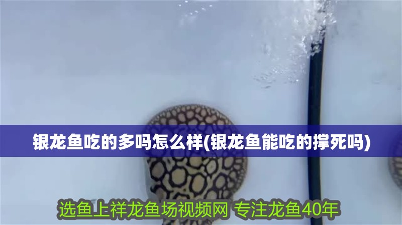 銀龍魚吃的多嗎怎么樣(銀龍魚能吃的撐死嗎)