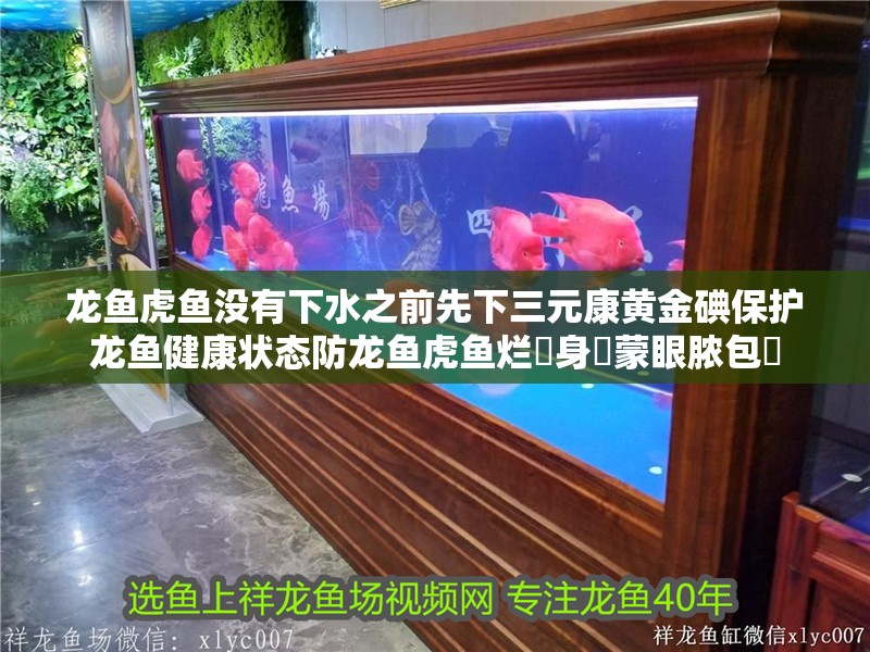 龍魚虎魚沒有下水之前先下三元康黃金碘保護龍魚健康狀態防龍魚虎魚爛?身?蒙眼膿包?