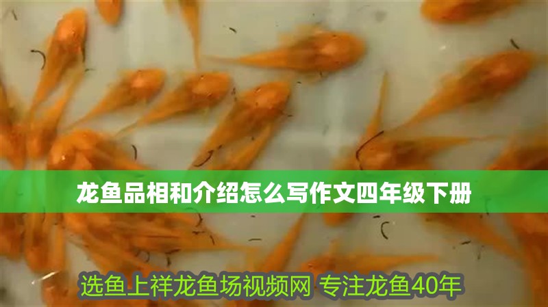 龍魚(yú)品相和介紹怎么寫(xiě)作文四年級(jí)下冊(cè)