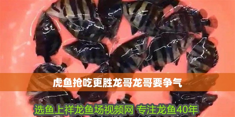 虎魚搶吃更勝龍哥龍哥要爭(zhēng)氣
