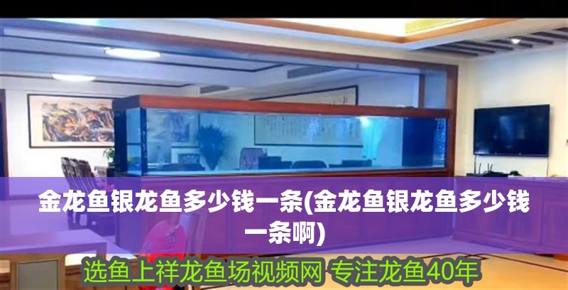 金龍魚銀龍魚多少錢一條(金龍魚銀龍魚多少錢一條啊) 金龍魚銀龍魚多少錢一條(金龍魚銀龍魚多少錢一條啊) 銀龍魚百科
