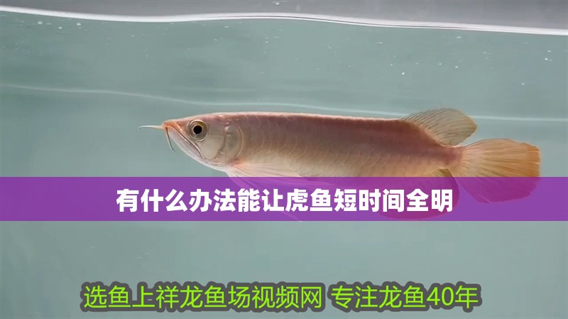我的虎魚真菌感染了要怎么處理 有什么辦法能讓虎魚短時間全明 虎魚百科 有什么辦法能讓虎魚短時間全明 有什么辦法能讓虎魚短時間全明 虎魚百科