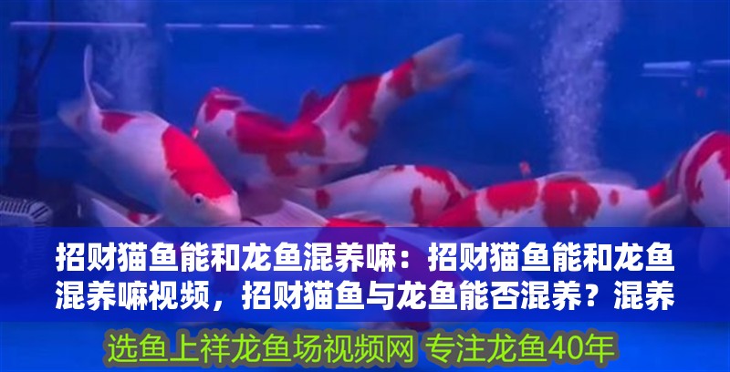 招財貓魚能和龍魚混養(yǎng)嘛：招財貓魚能和龍魚混養(yǎng)嘛視頻，招財貓魚與龍魚能否混養(yǎng)？混養(yǎng)視頻