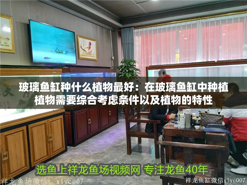 玻璃魚缸種什么植物最好：在玻璃魚缸中種植植物需要綜合考慮條件以及植物的特性