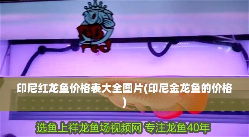 印尼紅龍魚價格表大全圖片(印尼金龍魚的價格)