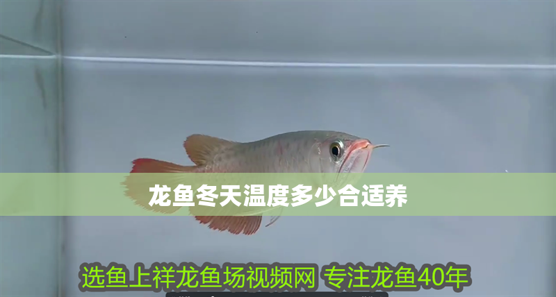 龍魚冬天溫度多少合適養