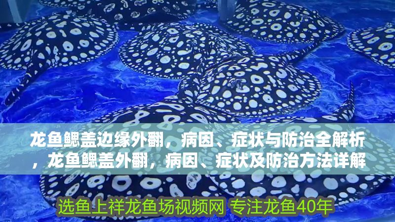 龍魚鰓蓋邊緣外翻，病因、癥狀與防治全解析，龍魚鰓蓋外翻，病因、癥狀及防治方法詳解
