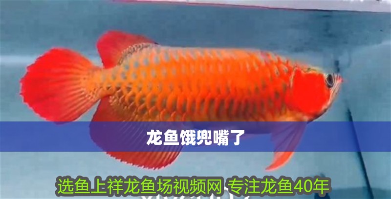 龍魚餓兜嘴了