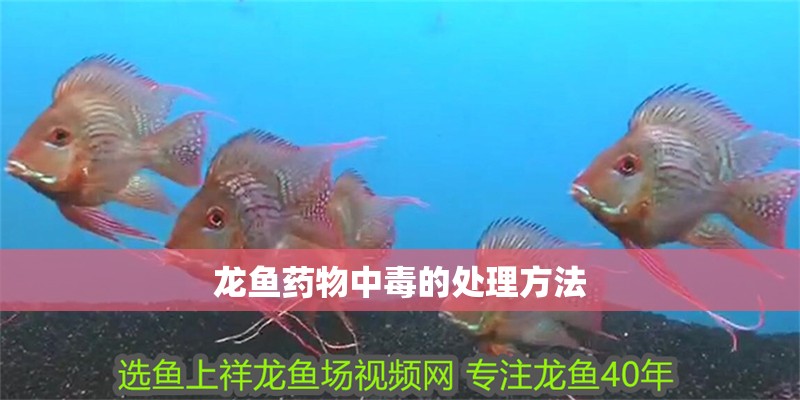 龍魚藥物中毒的處理方法 龍魚百科 第2張 龍魚藥物中毒的處理方法 龍魚藥物中毒的處理方法 龍魚百科 第2張