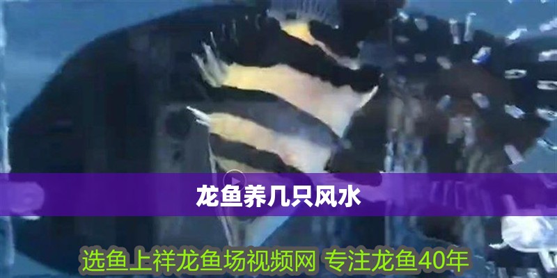 龍魚養幾只風水 龍魚養幾只風水 龍魚百科 第2張