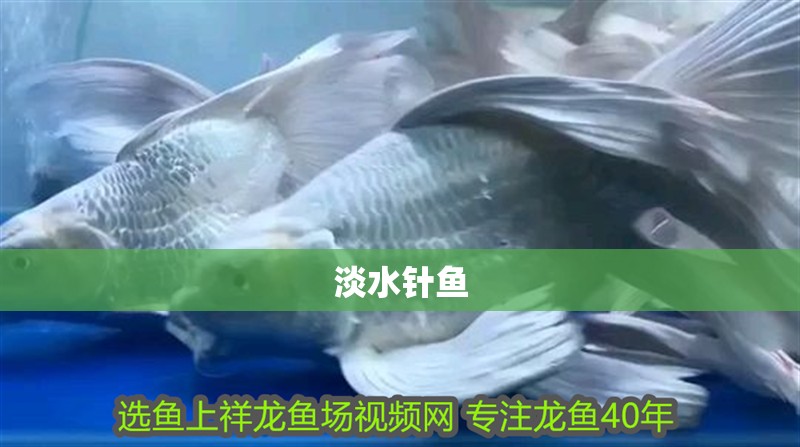 淡水針魚 淡水針魚 龍魚論壇
