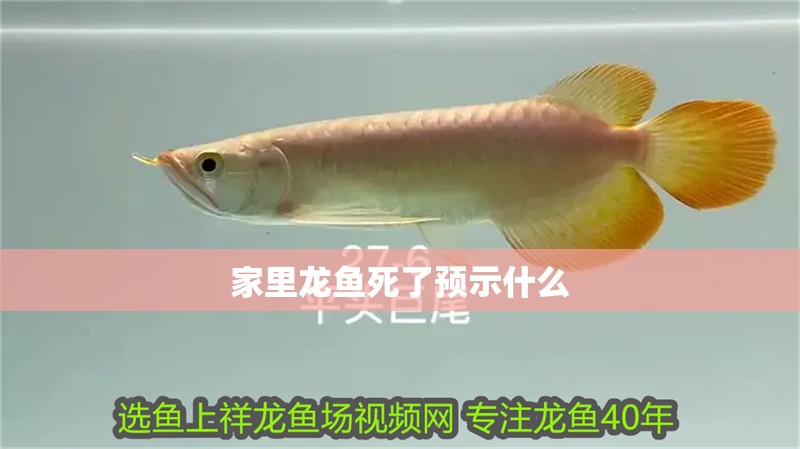 家里龍魚死了預示什么