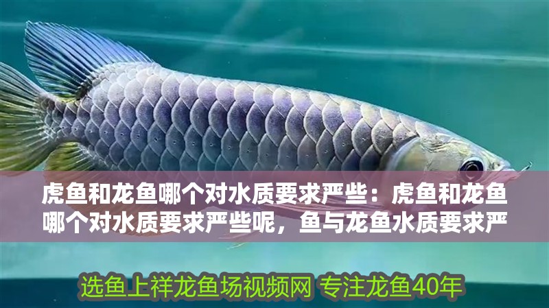 虎魚(yú)和龍魚(yú)哪個(gè)對(duì)水質(zhì)要求嚴(yán)些：虎魚(yú)和龍魚(yú)哪個(gè)對(duì)水質(zhì)要求嚴(yán)些呢，魚(yú)與龍魚(yú)水質(zhì)要求嚴(yán)度大