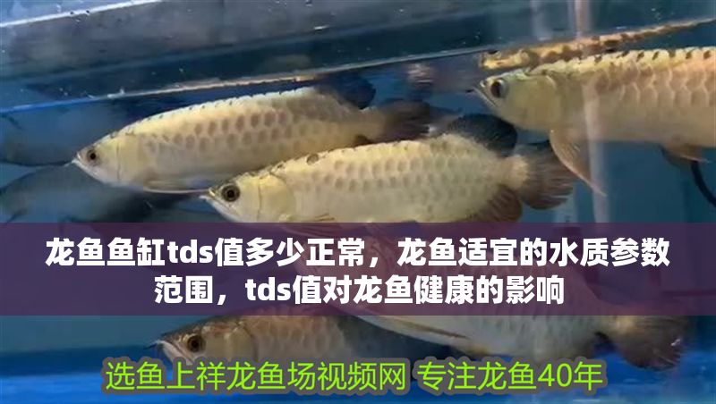 龍魚魚缸tds值多少正常，龍魚適宜的水質參數范圍，tds值對龍魚健康的影響