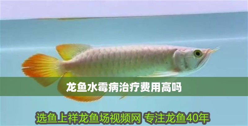 龍魚水霉病治療費(fèi)用高嗎 龍魚水霉病治療費(fèi)用高嗎 龍魚百科 第2張