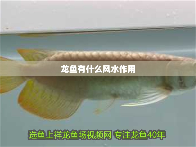 龍魚有什么風水作用