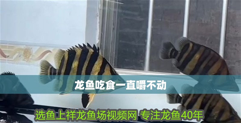 龍魚吃食一直嚼不動(dòng)