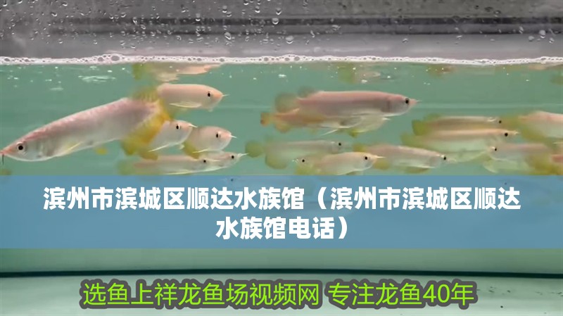 濱州市濱城區順達水族館（濱州市濱城區順達水族館電話）