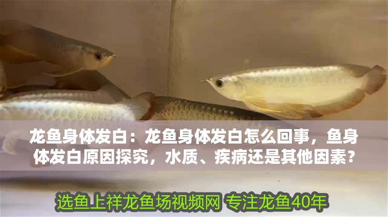 龍魚身體發白：龍魚身體發白怎么回事，魚身體發白原因探究，水質、疾病還是其他因素？ 龍魚身體發白：龍魚身體發白怎么回事，魚身體發白原因探究，水質、疾病還是其他因素？ 水族問答