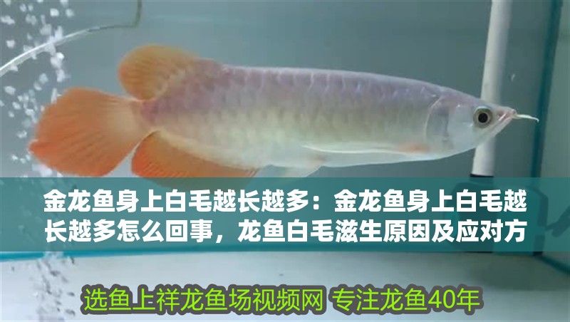 金龍魚身上白毛越長越多：金龍魚身上白毛越長越多怎么回事，龍魚白毛滋生原因及應對方法 金龍魚身上白毛越長越多：金龍魚身上白毛越長越多怎么回事，龍魚白毛滋生原因及應對方法 水族問答