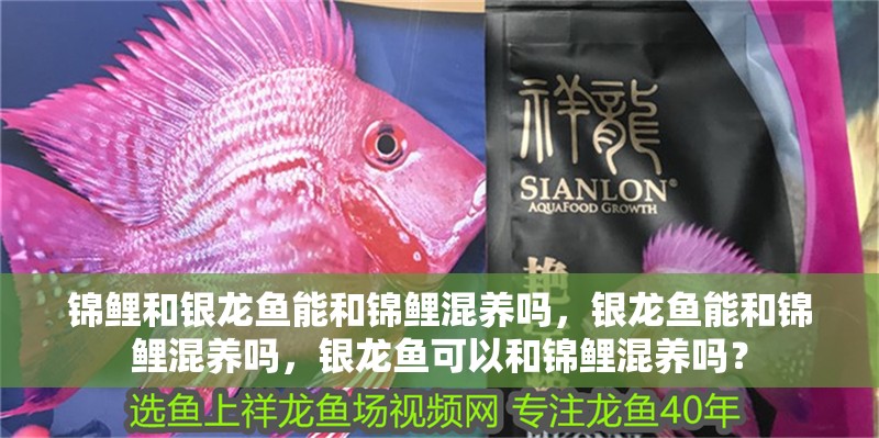 錦鯉和銀龍魚能和錦鯉混養(yǎng)嗎，銀龍魚能和錦鯉混養(yǎng)嗎，銀龍魚可以和錦鯉混養(yǎng)嗎？