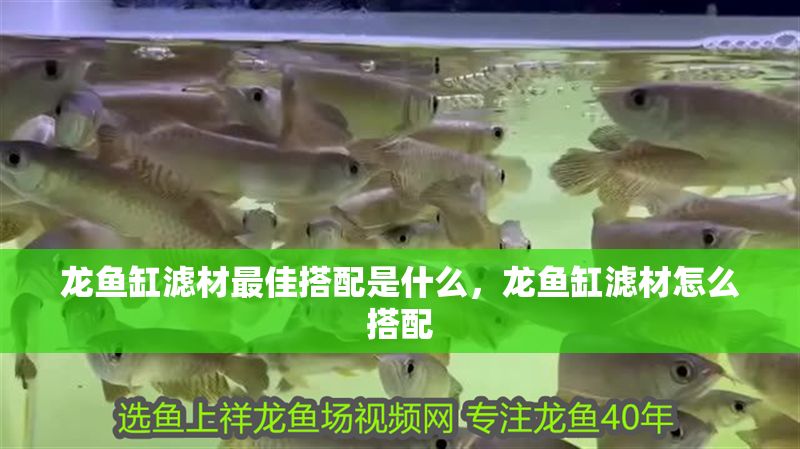 龍魚缸濾材最佳搭配是什么，龍魚缸濾材怎么搭配