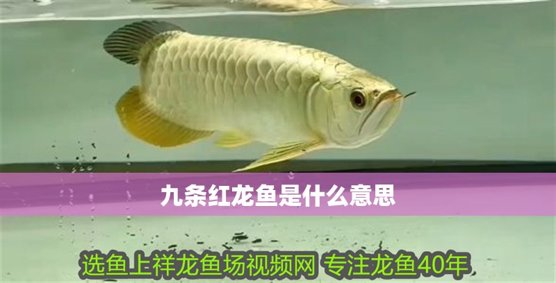 九條紅龍魚是什么意思 九條紅龍魚是什么意思 龍魚百科