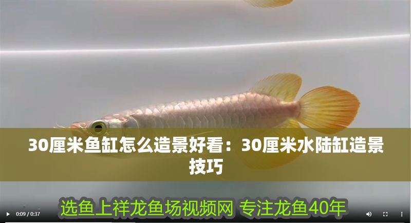 30厘米魚缸怎么造景好看：30厘米水陸缸造景技巧 30厘米魚缸怎么造景好看：30厘米水陸缸造景技巧 魚缸百科 第2張