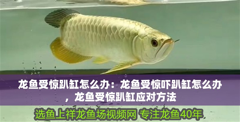 龍魚受驚趴缸怎么辦:龍魚受驚嚇趴缸怎么辦,龍魚受驚趴缸應(yīng)對方法 水族問答 龍魚受驚趴缸怎么辦:龍魚受驚嚇趴缸怎么辦,龍魚受驚趴缸應(yīng)對方法 龍魚受驚趴缸怎么辦:龍魚受驚嚇趴缸怎么辦,龍魚受驚趴缸應(yīng)對方法 水族問答