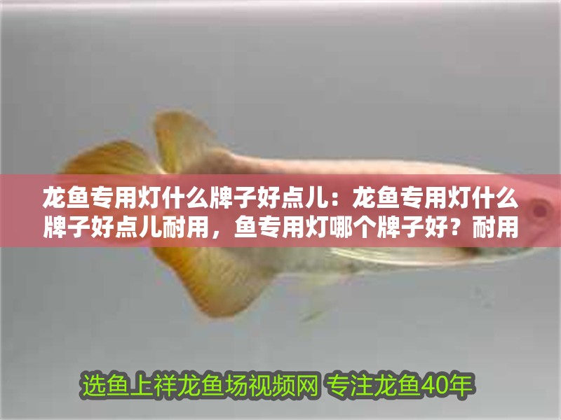 龍魚專用燈什么牌子好點兒：龍魚專用燈什么牌子好點兒耐用，魚專用燈哪個牌子好？耐用性與品質(zhì)兼?zhèn)渫扑]