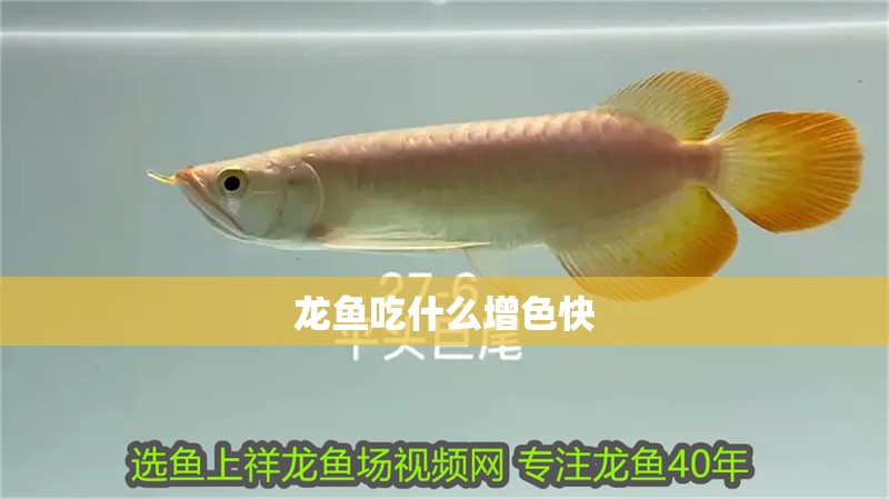龍魚吃什么增色快