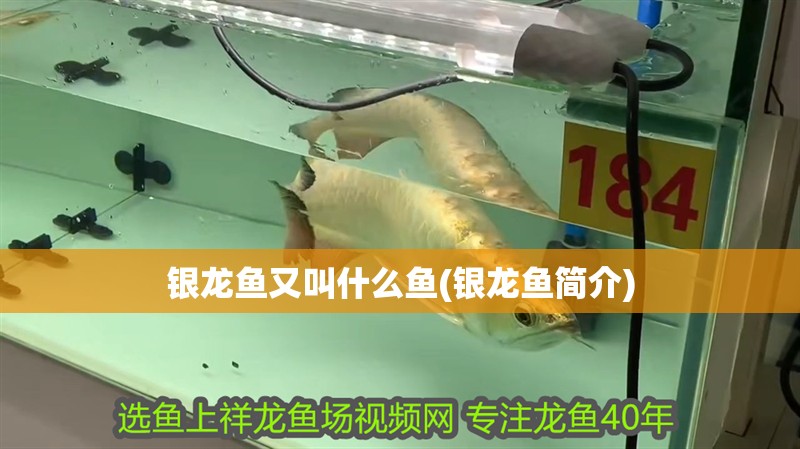 銀龍魚又叫什么魚(銀龍魚簡介)