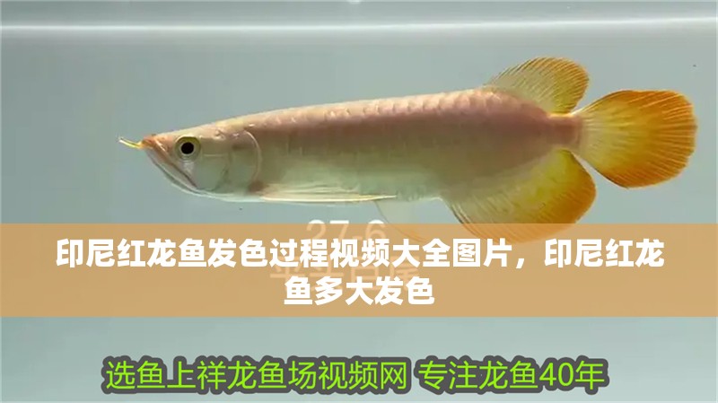 印尼紅龍魚發色過程視頻大全圖片，印尼紅龍魚多大發色