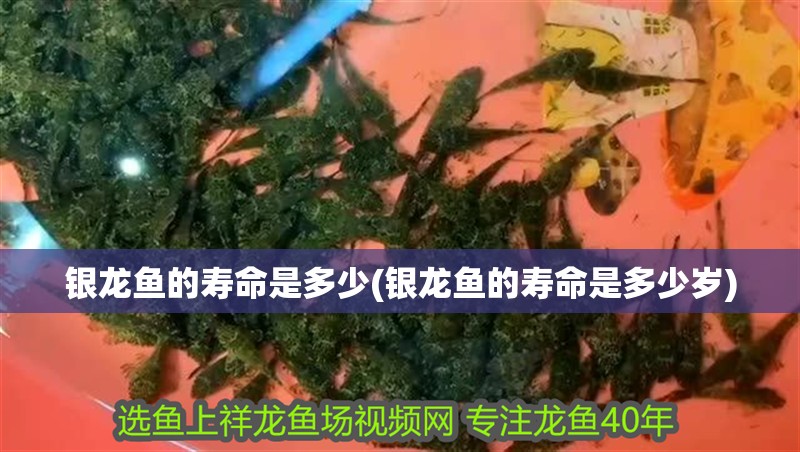 銀龍魚的壽命是多少(銀龍魚的壽命是多少歲) 銀龍魚的壽命是多少(銀龍魚的壽命是多少歲) 銀龍魚百科