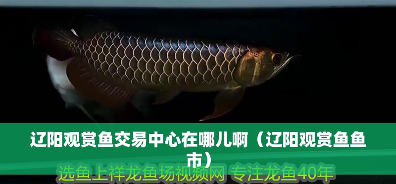 遼陽觀賞魚交易中心在哪兒啊（遼陽觀賞魚魚市）
