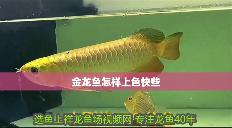 金龍魚怎樣上色快些 金龍魚怎樣上色快些 龍魚百科 第4張