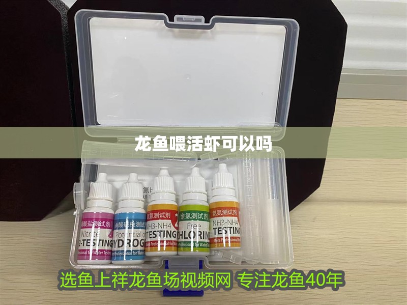 龍魚喂活蝦可以嗎