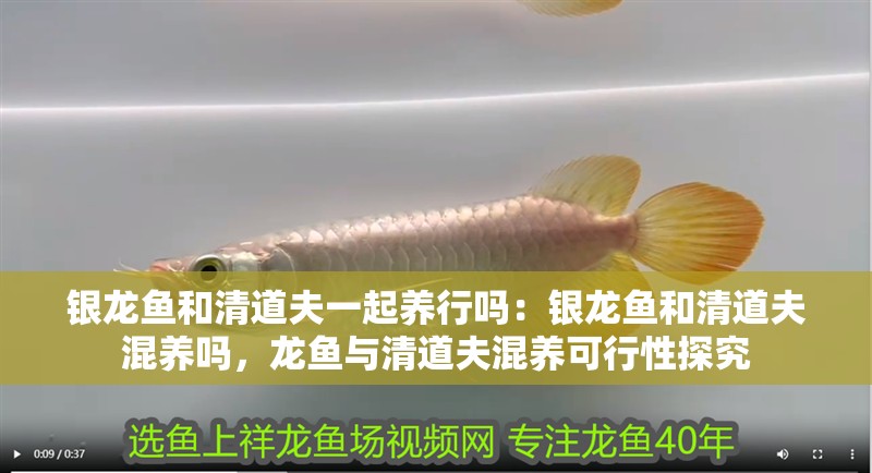銀龍魚和清道夫一起養(yǎng)行嗎：銀龍魚和清道夫混養(yǎng)嗎，龍魚與清道夫混養(yǎng)可行性探究