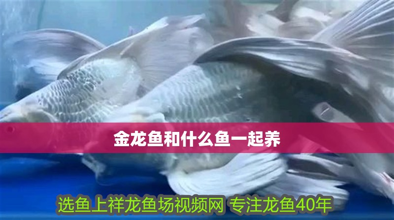 金龍魚和什么魚一起養(yǎng) 龍魚百科 第4張 金龍魚和什么魚一起養(yǎng) 金龍魚和什么魚一起養(yǎng) 龍魚百科 第4張