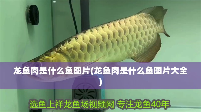 龍魚肉是什么魚圖片(龍魚肉是什么魚圖片大全)