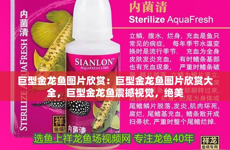 巨型金龍魚圖片欣賞：巨型金龍魚圖片欣賞大全，巨型金龍魚震撼視覺，絕美