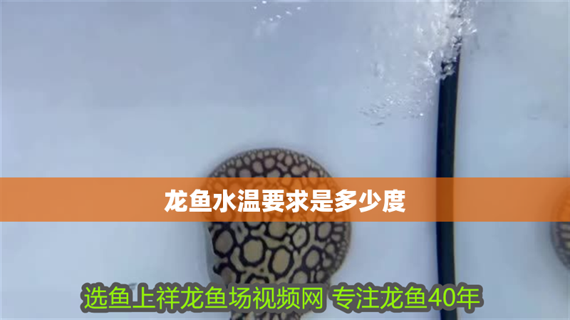 龍魚水溫要求是多少度 龍魚水溫要求是多少度 龍魚百科