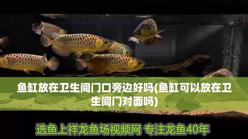魚缸放在衛生間門口旁邊好嗎(魚缸可以放在衛生間門對面嗎) 魚缸放在衛生間門口旁邊好嗎(魚缸可以放在衛生間門對面嗎) 錦鯉魚百科 第1張