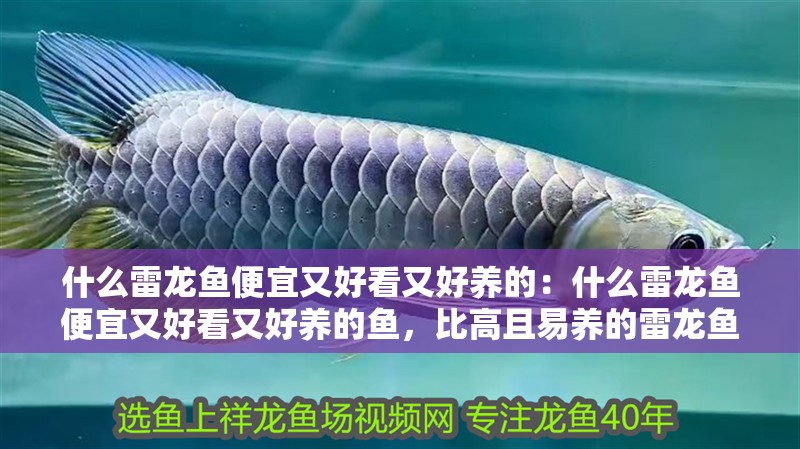 什么雷龍魚便宜又好看又好養(yǎng)的：什么雷龍魚便宜又好看又好養(yǎng)的魚，比高且易養(yǎng)的雷龍魚品種推薦
