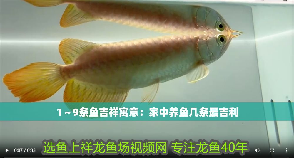 1～9條魚吉祥寓意：家中養魚幾條最吉利