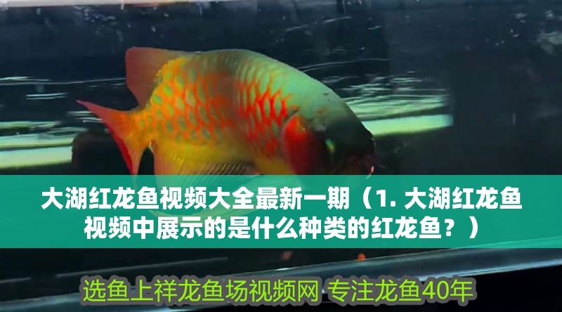 龍魚日常準備藥（小說最新章節(jié)更新時間）龍魚日常必備藥物與小說最新章節(jié)更新時間指南