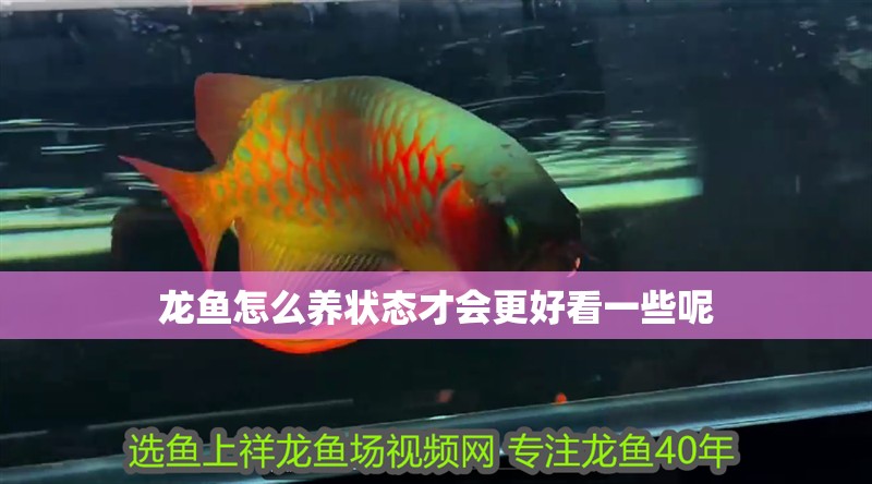 龍魚怎么養狀態才會更好看一些呢